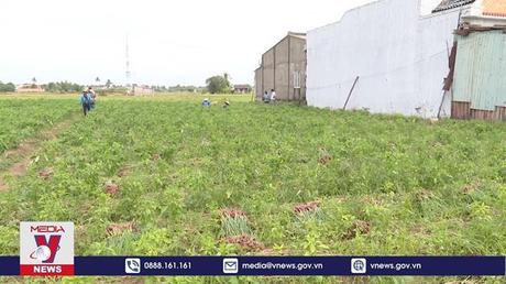 Hành tím Sóc Trăng được mùa, được giá