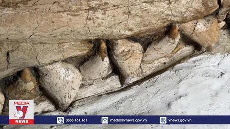 Phát hiện hộp sọ cá voi thời tiền sử ở sa mạc Peru