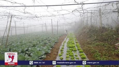 Hà Nội tập trung tái cơ cấu lĩnh vực trồng trọt