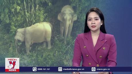 Phát hiện voi rừng chết chưa rõ nguyên nhân ở Nghệ An