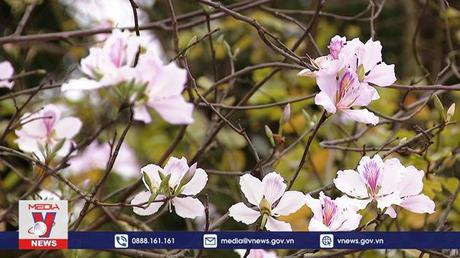 Hoa ban khoe sắc trên đường phố Hà Nội