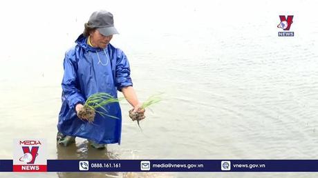 Thừa Thiên - Huế nỗ lực cứu hơn 4.500 ha lúa bị ngập úng 