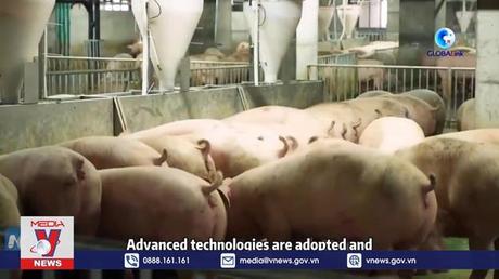 Chung cư nuôi chăn nuôi lợn ở Trung Quốc