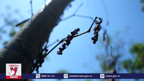 Nông dân Đồng Nai chặt bỏ 6.000 ha hồ tiêu trong 5 năm