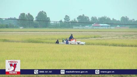 Lúa Đông Xuân 2022 - 2023 được mùa, được giá