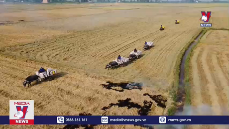 Nhộn nhịp mùa trâu kéo lúa ở Đồng Tháp