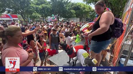 Lễ hội hóa trang của những chú chó