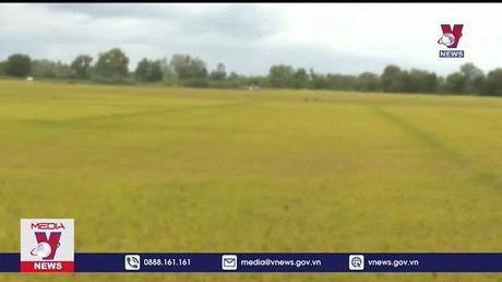 Tiền Giang trúng mùa vụ lúa hè thu 