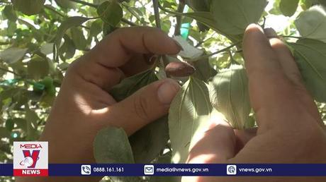 Nhiều vườn táo ở Ninh Thuận bị “bão bụi” tấn công