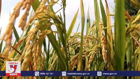 Nông dân Cần Thơ được mùa, được giá vụ Đông - Xuân