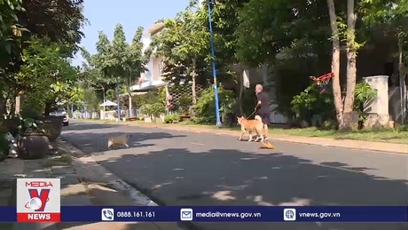 Nhức nhối vấn nạn thả rông thú cưng