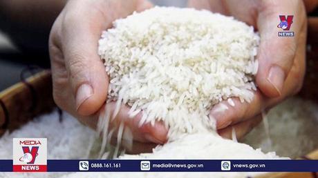 Gạo thơm Việt Nam được ưu chuộng trên thế giới