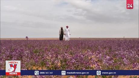 Hoa oải hương nở tím sa mạc khô cằn