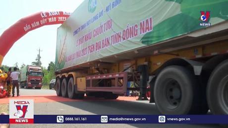 Đồng Nai xuất khẩu 8 container chuối tươi sang Trung Quốc