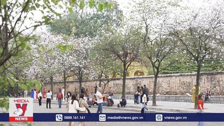 Những mùa hoa gọi tên tháng 3 ở Hà Nội