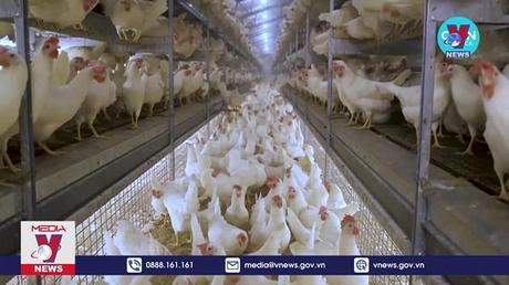 Cúm gia cầm đe dọa nguồn thực phẩm toàn thế giới