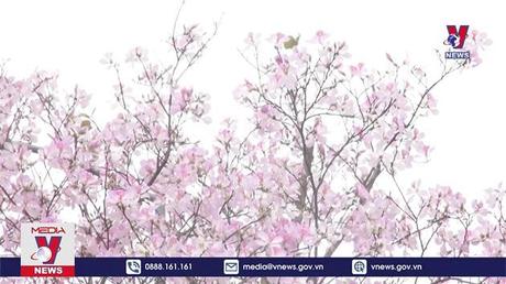 Hoa Ban, hoa Sưa đua sắc xứ Mường