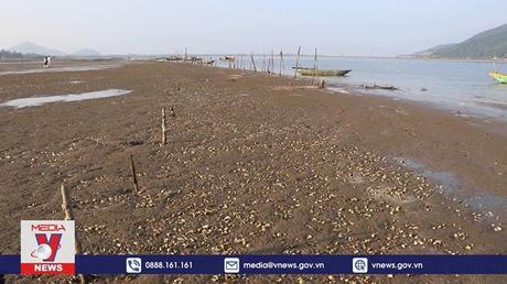 Ngao, hàu nuôi chết hàng loạt tại Hà Tĩnh 