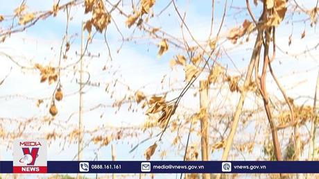 Liên tục xảy ra tình trạng phá hoại cây trồng tại Gia Lai