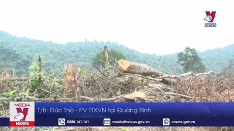 Quảng Bình điều tra vụ phá rừng ở huyện Tuyên Hóa