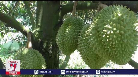 Cảnh báo tăng diện tích sầu riêng ồ ạt