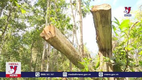 Làm rõ nguyên nhân và đối tượng chặt hạ hàng trăm cây rừng tại Gia Lai
