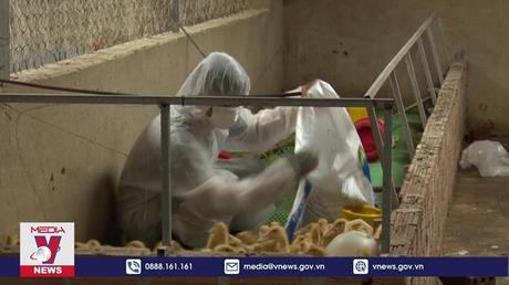 Triển khai gấp biện pháp phòng cúm H5N1