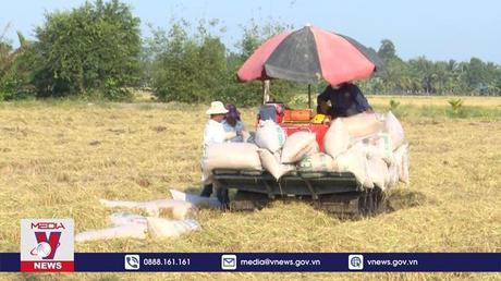 Nông dân Hậu Giang trúng mùa vụ Đông - Xuân