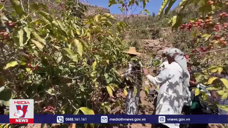 Yemen “làm sống lại” nghề trồng cà phê