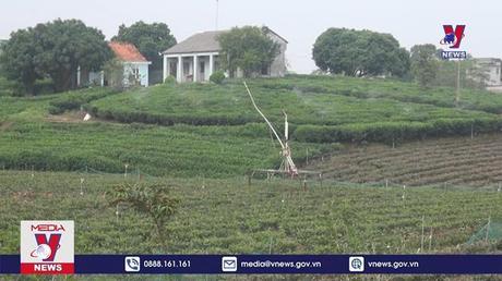 Tri thức dân gian trồng và chế biến chè Tân Cương 