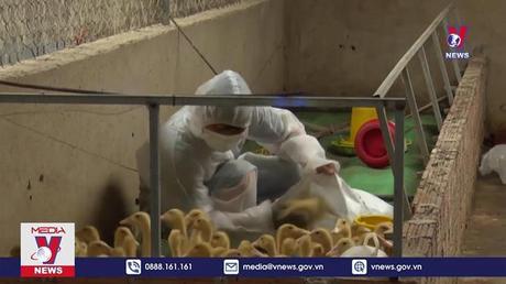 Ngăn chặn nhập lậu gia cầm vào Việt Nam