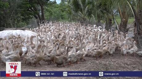 Đồng Tháp khẩn trương phòng dịch cúm gia cầm H5N1