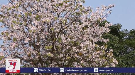 Hoa ban khoe sắc trên đất Thành Nam