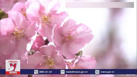 Vẻ đẹp hoa anh đào nở sớm tại Nhật Bản