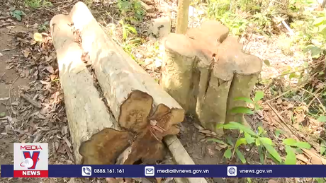 Gia Lai khởi tố vụ án chặt hạ gần 150 cây rừng