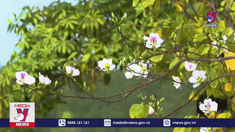 Sắp diễn ra lễ hội Hoa Ban 2023