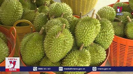 Nỗi lo tái diễn điệp khúc trồng – chặt với cây sầu riêng