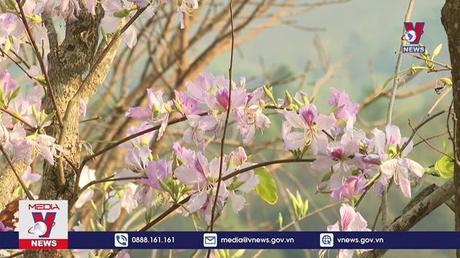 Hoa ban bung nở nơi thung lũng Mường Thanh