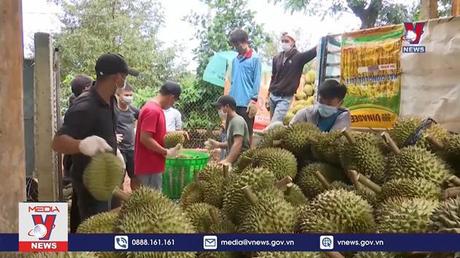 Trung Quốc phê duyệt thêm nhiều mã số vùng trồng sầu riêng  