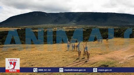 Tổng thư ký LHQ kêu gọi bảo vệ thiên nhiên hoang dã