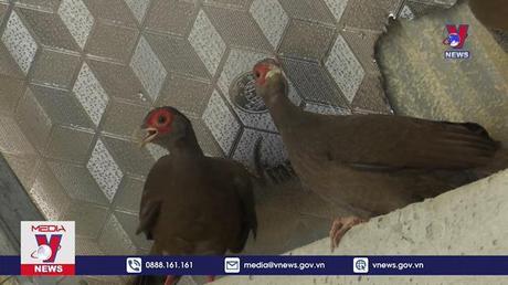 Phát hiện gà lôi quý hiếm tại Khu bảo tồn Pù Hu 