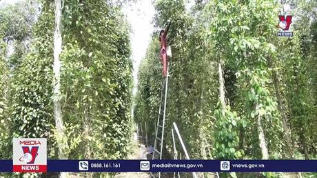 Xuất khẩu hồ tiêu dự báo sôi động trong quý I