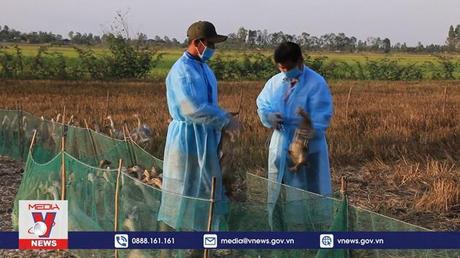 Đồng Tháp đẩy mạnh tiêm vaccine cho gia cầm