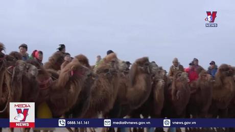 Lạc đà trên đồi cát- Các dịch vụ thu hút du lịch từ Lạc đà