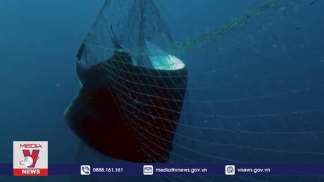 LHQ đạt được thoả thuận về bảo tồn sinh học biển