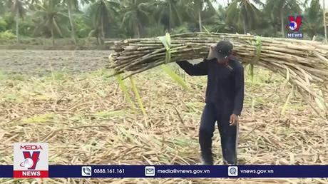 Trà Vinh Khuyến cáo nông dân không ồ ạt mở rộng diện tích trồng mía