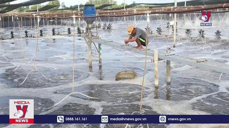 Người nuôi tôm treo ao vì lo dịch bệnh 