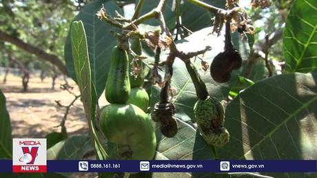 Thủ phủ điều Bình Phước lo mất mùa do thời tiết gây hại