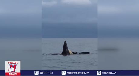 Cá voi xuất hiện nhiều lần trên vùng biển Cô Tô