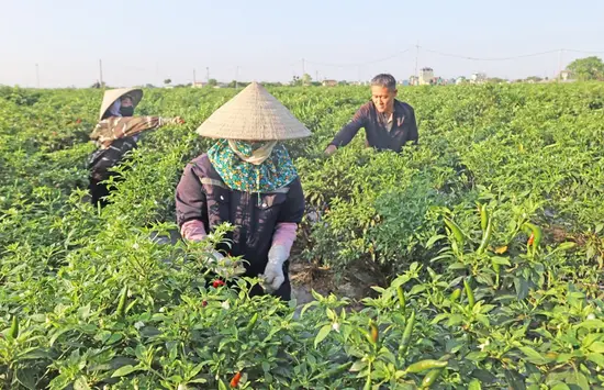 Phúc Sơn xây dựng xã nông thôn mới nâng cao